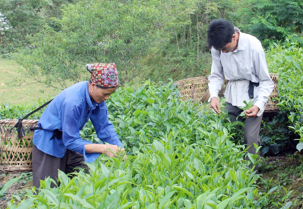 Mường Khương - Lào Cai: Nâng cao thu nhập cho đồng bào dân tộc từ cây  chè