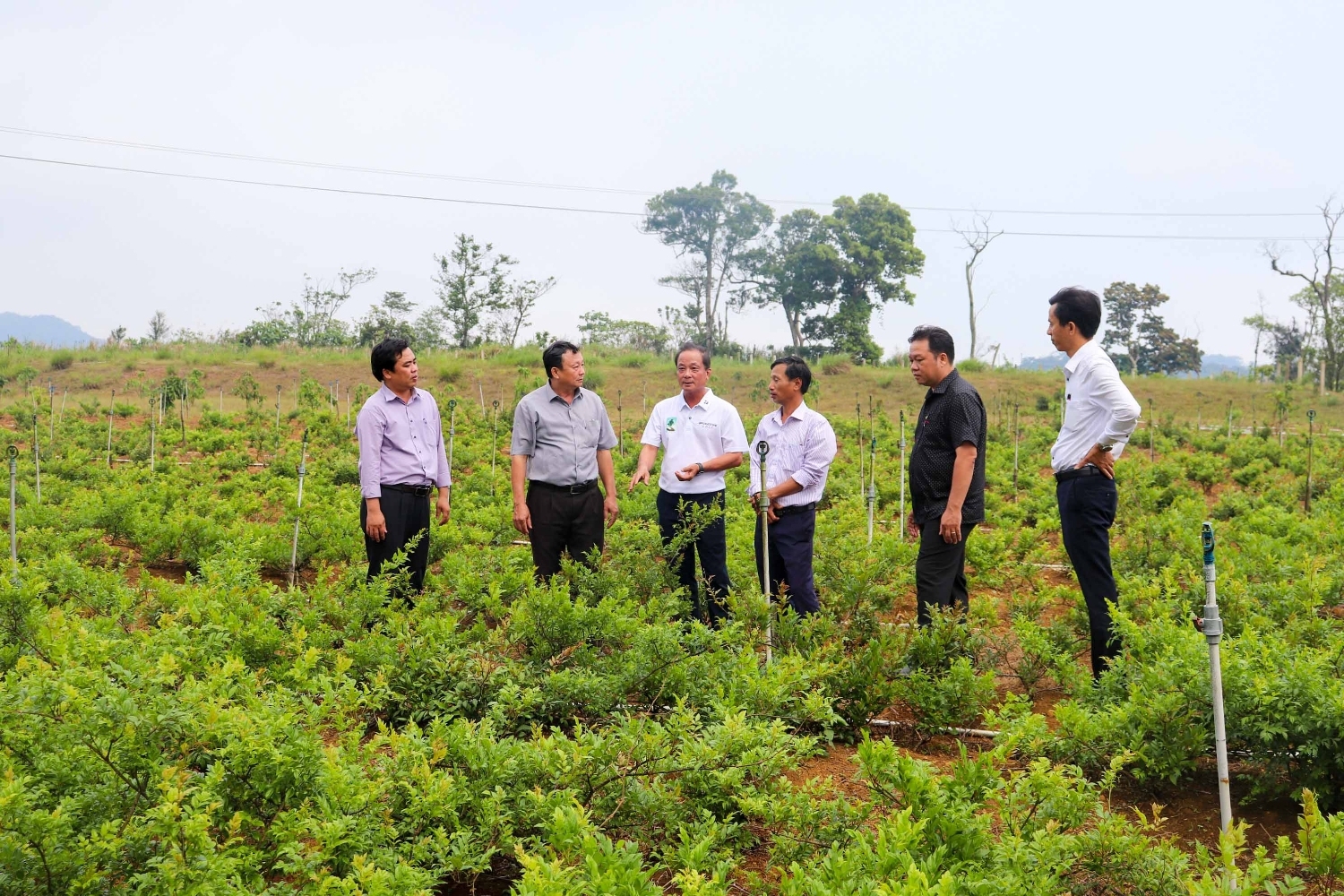 Bình Định: Đồng bào vùng cao đổi đời nhờ trồng cây dược liệu