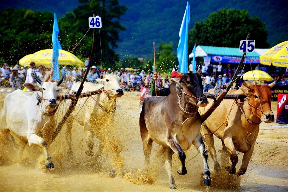 tung bung le hoi dua bo bay nui cung number 1 cola