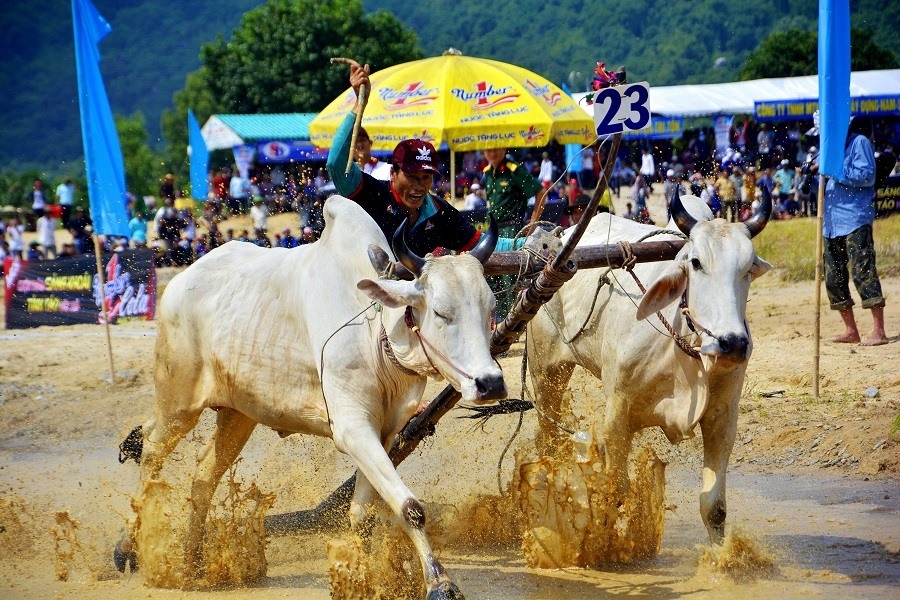 tung bung le hoi dua bo bay nui cung number 1 cola