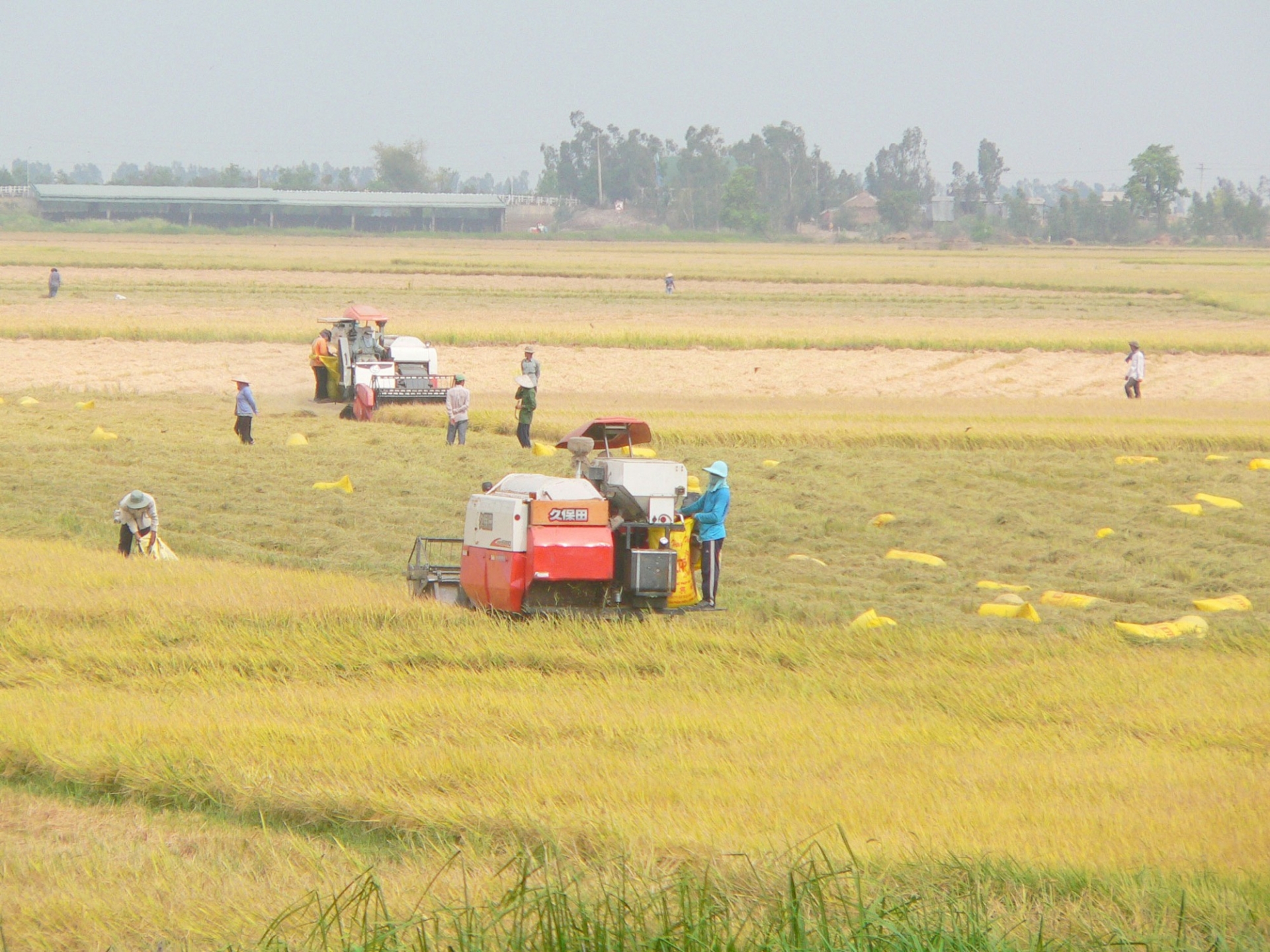 Đồng bằng sông Cửu Long: Cần tổ chức lại sản xuất và vấn đề an ninh lương thực