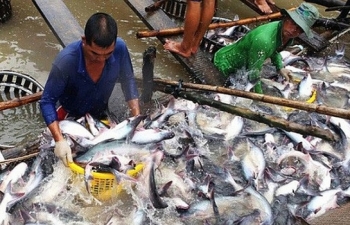 Xuất khẩu gặp khó, giá cá tra trong nước lao dốc