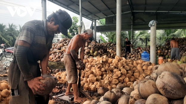 Đối với trái dừa khô vùng ĐBSCL đang dội hàng, rớt giá thê thảm (ảnh VOV)