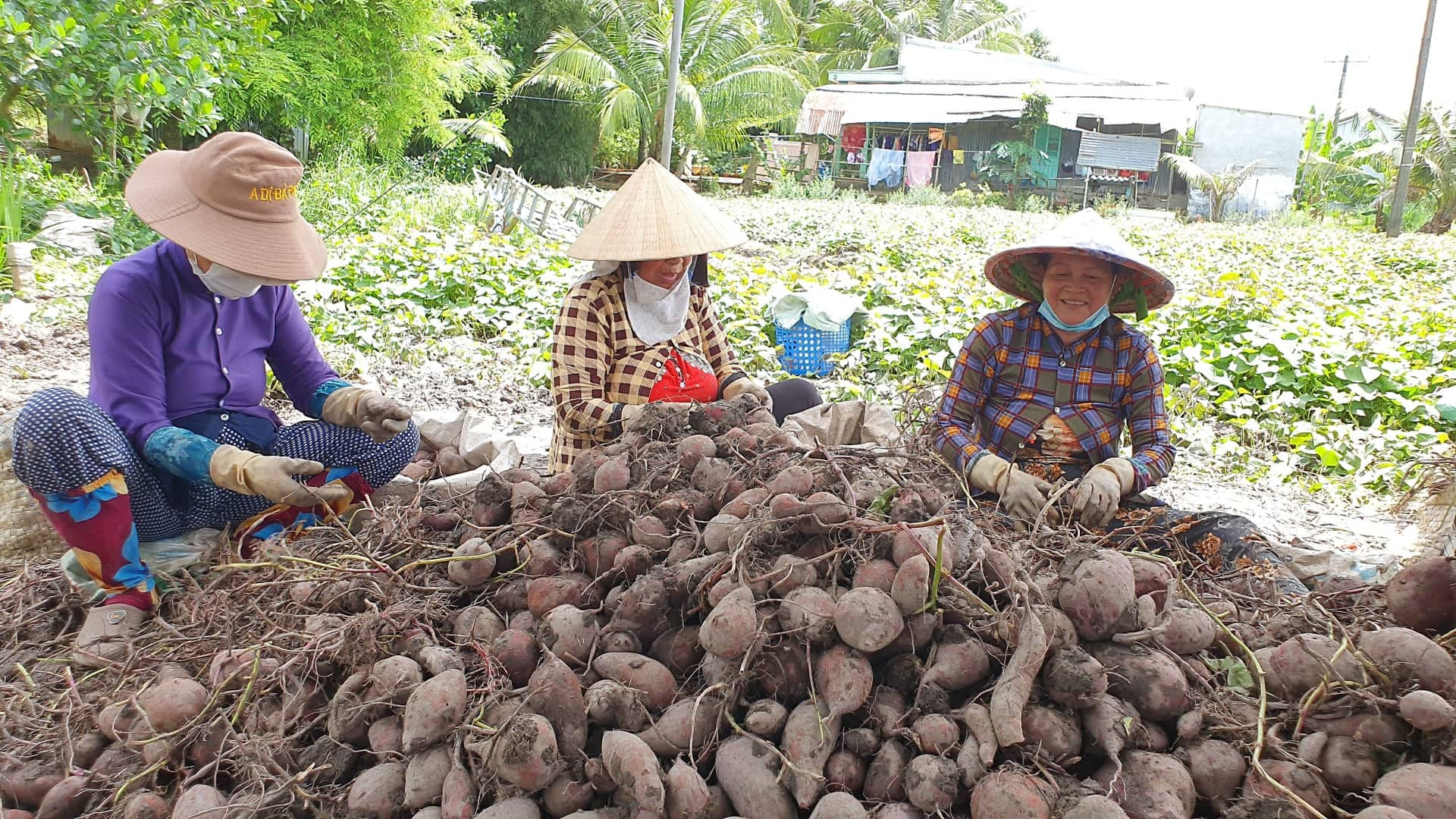 Để khoai lang được XK ch&amp;iacute;nh ngạch, người trồng khoai cần đ&amp;aacute;p ứng nhiều điều kiện.