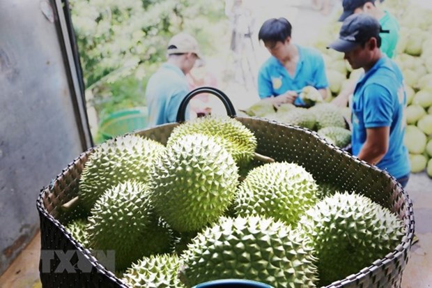 Xuat khau sau rieng di Trung Quoc: Cua da mo nhung van phai tinh xa hinh anh 1