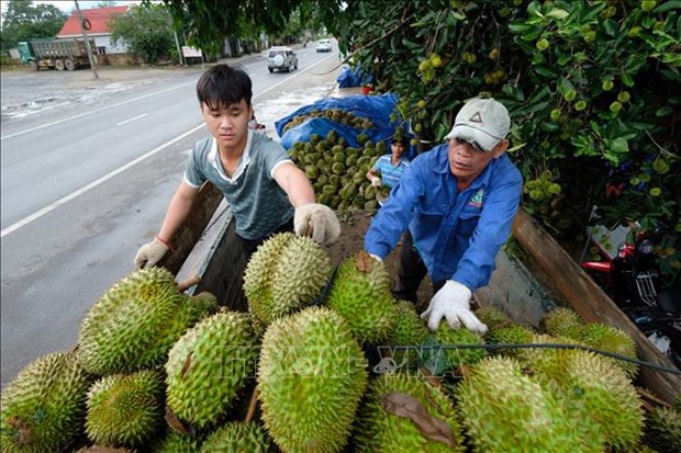 Xuat khau sau rieng di Trung Quoc: Cua da mo nhung van phai tinh xa hinh anh 2