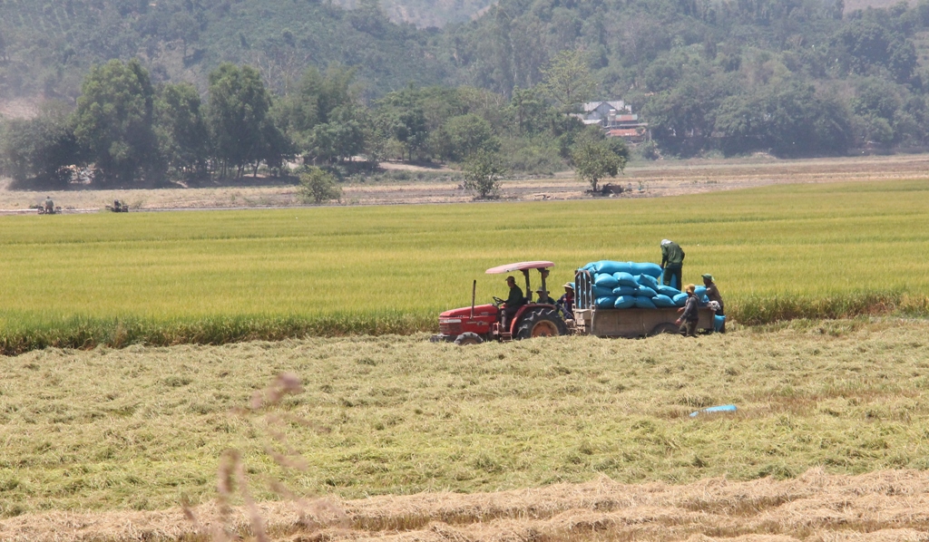 Linh hoạt sản xuất vụ Đông Xuân để tránh thiên tai