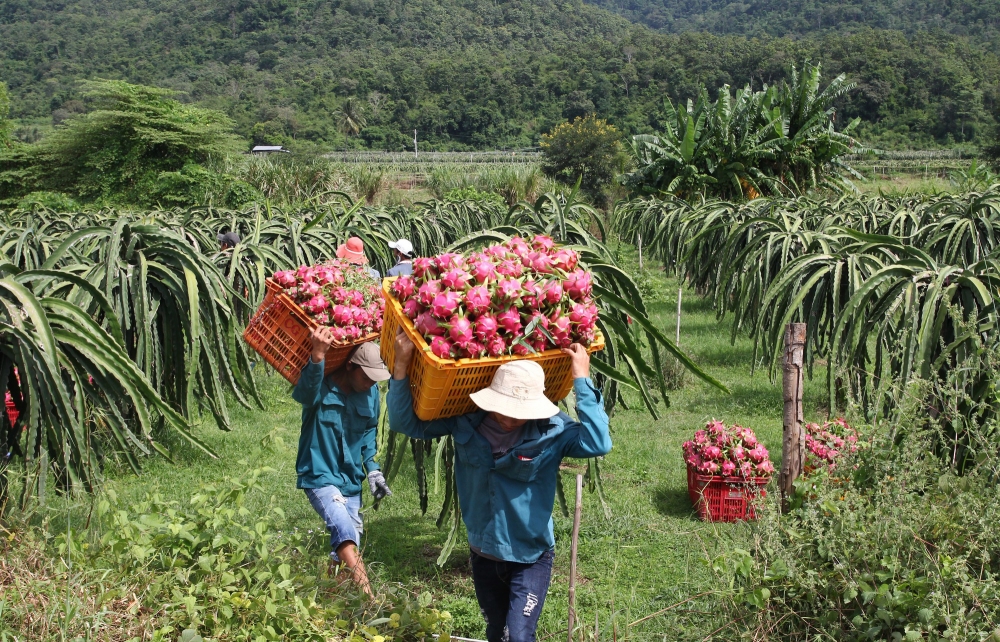 Trung Quốc mở cửa lại cho trái thanh long, Bộ Công Thương liên tục cảnh báo an toàn