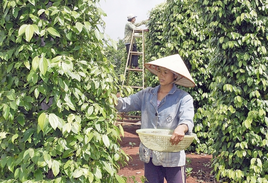 Xuất khẩu nông sản Đắk Nông: Tận dụng hiệu quả các FTA