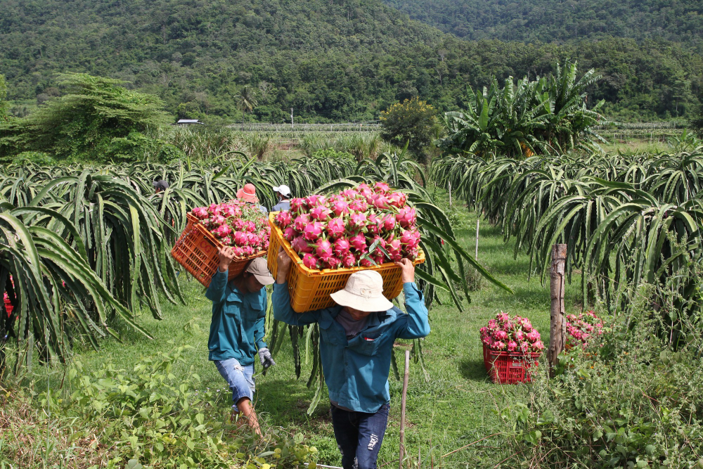 Bộ trưởng Bộ Công Thương gửi công thư cho Bộ trưởng Bộ Thương mại Trung Quốc và Tỉnh trưởng tỉnh Vân Nam