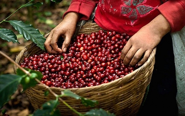 Việt Nam hiện đang xuất khẩu 3 chủng loại cà phê sang Anh gồm: Cà phê Robusta, Arabica và cà phê chế biến