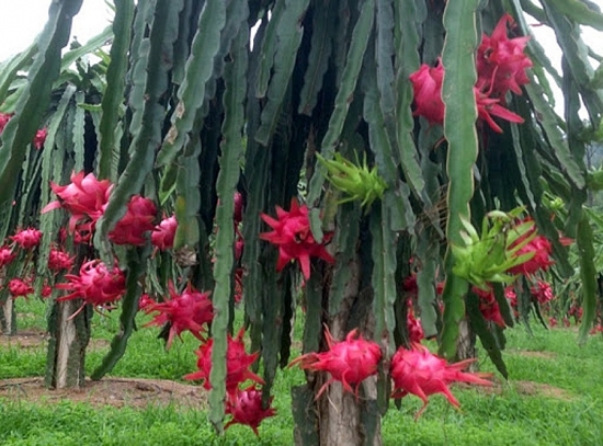 Xuất khẩu thanh long sang Trung Quốc có thể sẽ gặp khó