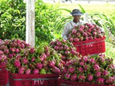 Nông sản Việt Nam nhắm tới thị trường Ấn Độ đầy tiềm năng