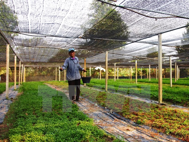 JICA hỗ trợ trồng thí điểm cây bạc hà Nhật Bản tại Việt Nam