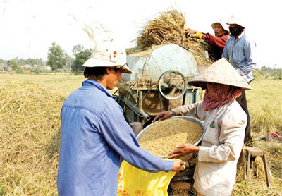 Gấp rút tái cơ cấu ngành lúa gạo