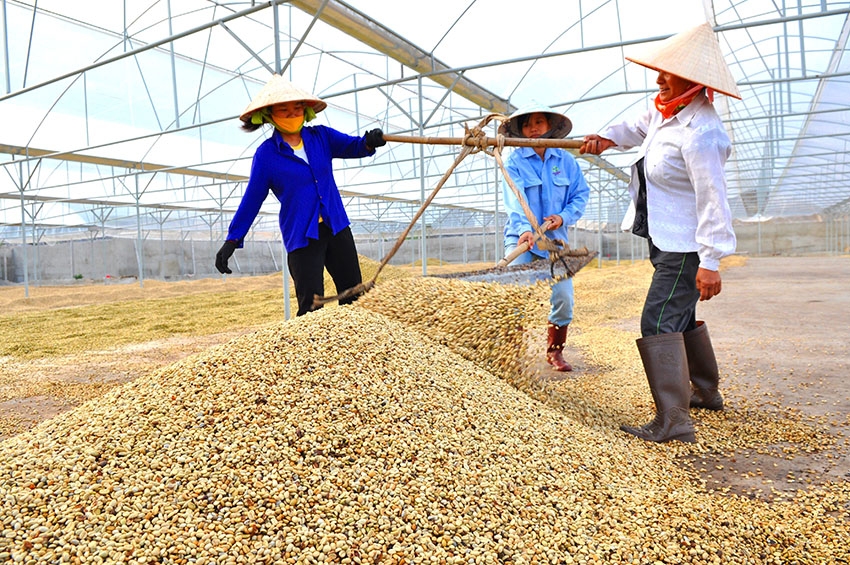 Gia tăng xuất khẩu sang châu Phi: Trở ngại nào với nông sản Việt