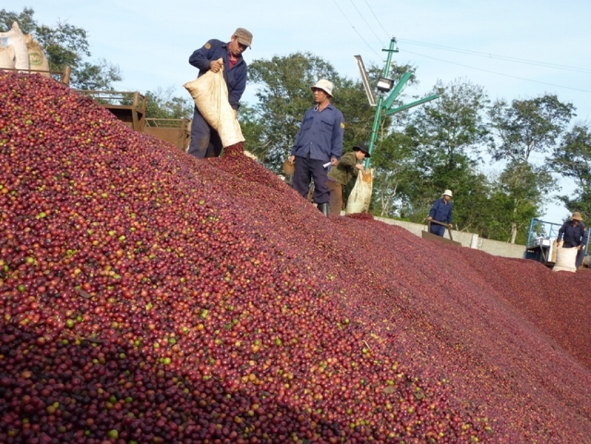 Xuất khẩu sang Trung Quốc: Cà phê chế biến chiếm 62% tổng kim ngạch