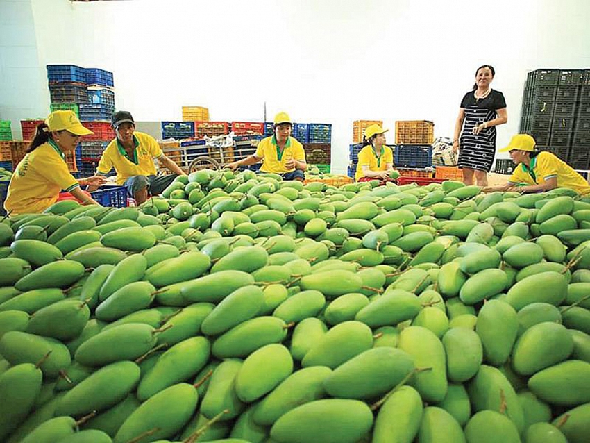 Xuất khẩu nông sản Việt sang EU: Tác động từ EVFTA