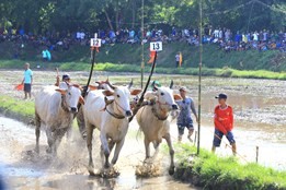 Thưởng thức lễ hội đua bò chùa Rô 2023 độc đáo ở An Giang