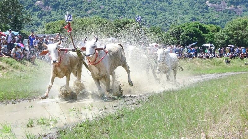 TRỰC TIẾP: Hội đua bò Bảy Núi tranh Cúp Truyền hình An Giang lần thứ 28