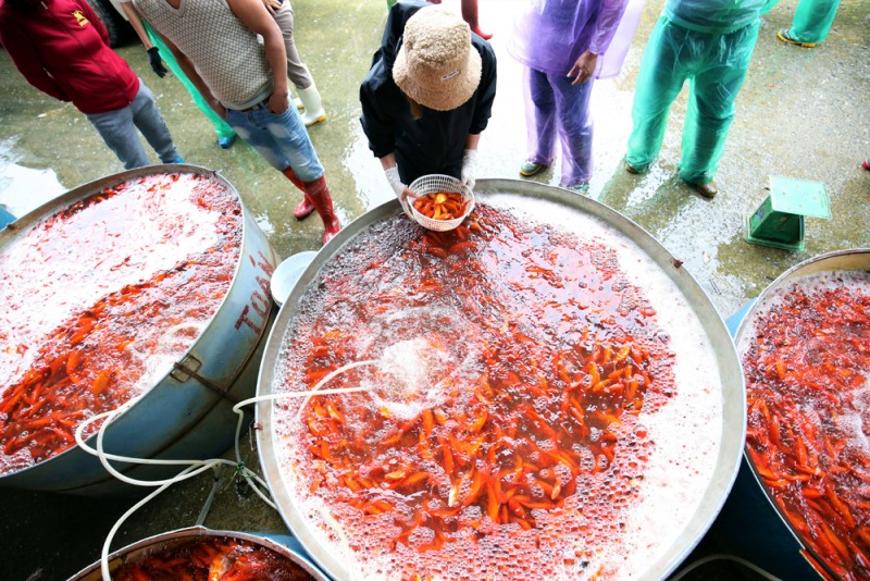 Chợ cá lớn nhất Hà Nội ngập sắc đỏ, tấp nập bán xuyên đêm